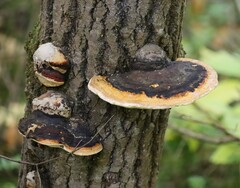 Fomitopsis pinicola