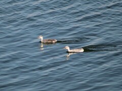 Aechmophorus clarkii