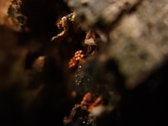 Metatrichia vesparium