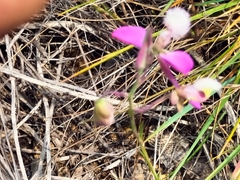 Polygala bracteolata