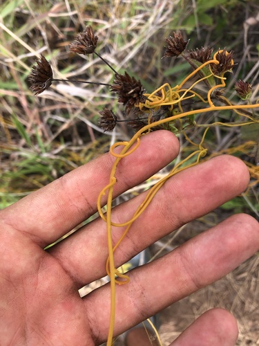 Cassytha filiformis observed 2022-10-08