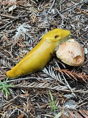Suillus caerulescens