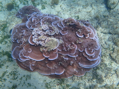 Montipora