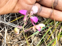 Polygala bracteolata