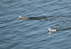 Aechmophorus clarkii