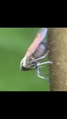 Bothriocera