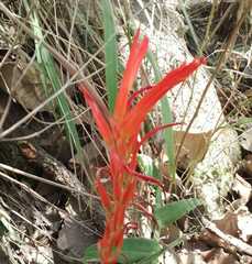 Pitcairnia