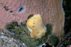 Diaulula sandiegensis