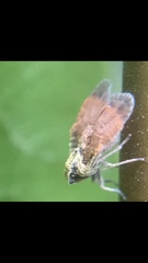 Bothriocera