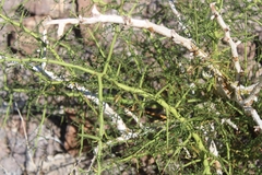 Parkinsonia