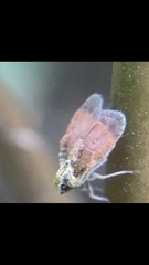 Bothriocera