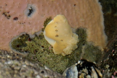 Diaulula sandiegensis