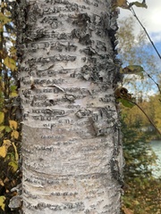 Betula neoalaskana