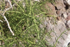 Parkinsonia