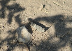 Trimerotropis pallidipennis