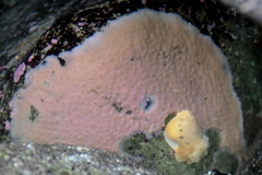 Haliclona cinerea