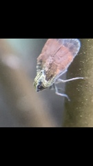 Bothriocera