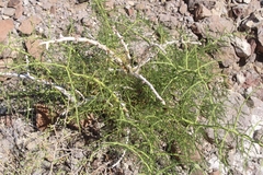 Parkinsonia