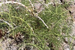 Parkinsonia