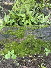 Pylaisia polyantha