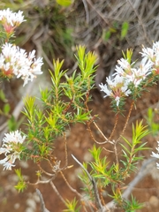 Agathosma capensis