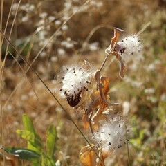 Asclepias speciosa