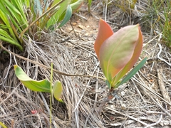 Protea acaulos