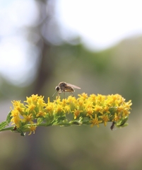 Bombyliidae