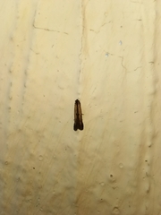 Elasmopalpus lignosella