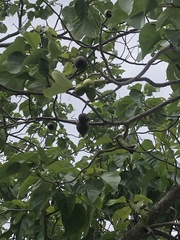 Cordia subcordata