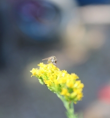 Bombyliidae