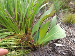 Protea acaulos