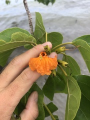 Cordia subcordata