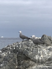 Leucophaeus modestus