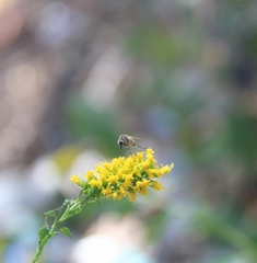 Bombyliidae