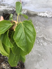 Cordia subcordata