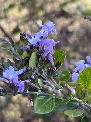Duranta triacantha