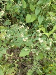 Lippia graveolens