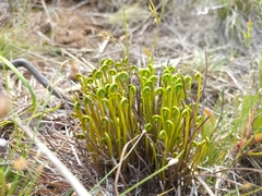 Schizaea pectinata