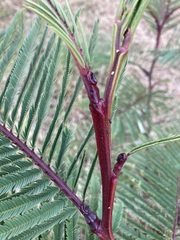 Leucaena