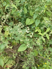 Lippia graveolens