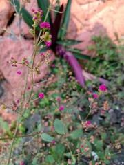 Mirabilis viscosa