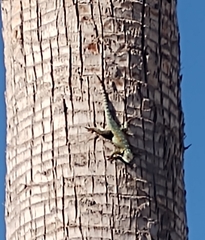 Sceloporus torquatus