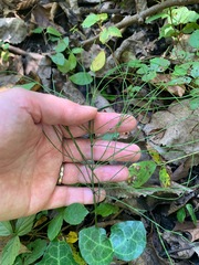 Equisetum sylvaticum