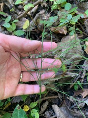 Equisetum sylvaticum