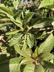 Phytolacca dioica