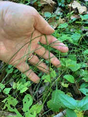 Equisetum sylvaticum