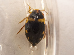 Chostonectes gigas