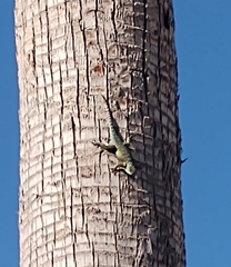 Sceloporus torquatus