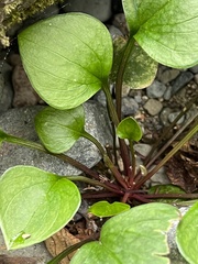 Claytonia sibirica